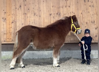 Kuce szetlandzkie, Wałach, 3 lat, 114 cm, Kasztanowata