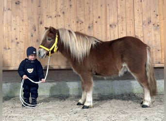 Kuce szetlandzkie, Wałach, 3 lat, 114 cm, Kasztanowata