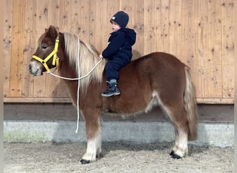 Kuce szetlandzkie, Wałach, 3 lat, 114 cm, Kasztanowata