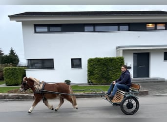 Kuce szetlandzkie, Wałach, 3 lat, 114 cm, Kasztanowata