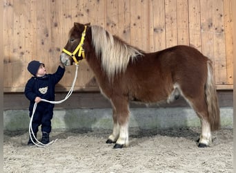 Kuce szetlandzkie, Wałach, 3 lat, 114 cm, Kasztanowata