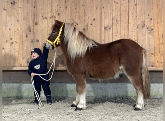 Kuce szetlandzkie, Wałach, 3 lat, 114 cm, Kasztanowata