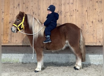 Kuce szetlandzkie, Wałach, 3 lat, 114 cm, Kasztanowata