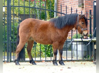 Kuce szetlandzkie, Wałach, 3 lat, 97 cm, Gniada