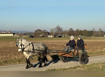 Kuce szetlandzkie, Wałach, 5 lat, 113 cm, Siwa jabłkowita