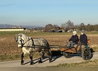 Kuce szetlandzkie, Wałach, 5 lat, 113 cm, Siwa jabłkowita