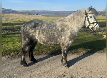 Kuce szetlandzkie, Wałach, 5 lat, 113 cm, Siwa jabłkowita