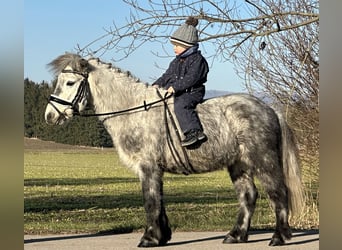 Kuce szetlandzkie, Wałach, 5 lat, 113 cm, Siwa jabłkowita