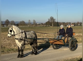 Kuce szetlandzkie, Wałach, 5 lat, 113 cm, Siwa jabłkowita