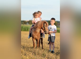 Kuce szetlandzkie, Wałach, 5 lat, 95 cm, Kasztanowatodereszowata