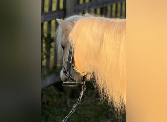 Kuce szetlandzkie, Wałach, 6 lat, 115 cm, Srokata