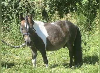 Kuce szetlandzkie, Wałach, 7 lat, 85 cm, Srokata