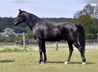Shagya Arabian, Stallion, 18 years, 16 hh, Black