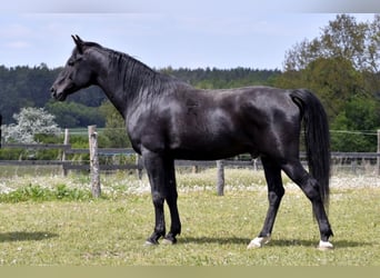 Shagya Araber, Hengst, 19 Jahre, 164 cm, Rappe