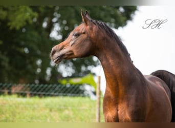 Arabian horses, Stallion, 19 years, 15.3 hh, Brown