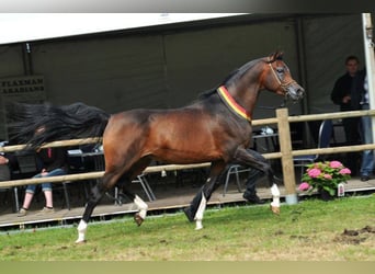 Koń czystej krwi arabskiej, Ogier, 19 lat, 162 cm, Gniada
