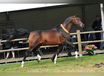 Volbloed Arabier, Hengst, 19 Jaar, 162 cm, Bruin