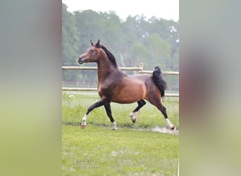 Volbloed Arabier, Hengst, 19 Jaar, 162 cm, Bruin