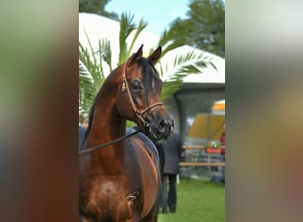 Volbloed Arabier, Hengst, 19 Jaar, 162 cm, Bruin