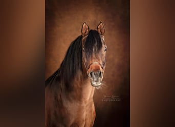 Volbloed Arabier, Hengst, 19 Jaar, 162 cm, Bruin