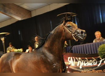 Volbloed Arabier, Hengst, 19 Jaar, 162 cm, Bruin