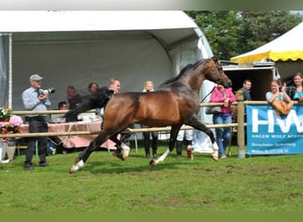 Volbloed Arabier, Hengst, 19 Jaar, 162 cm, Bruin