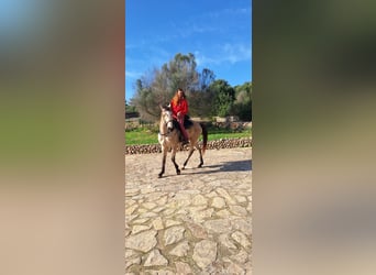 Kłusak amerykański (Standardbred), Klacz, 10 lat, 159 cm, Jelenia