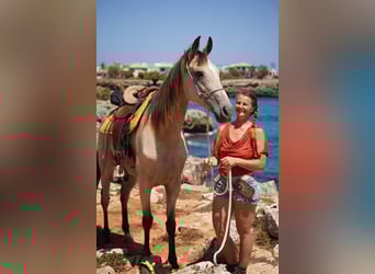 Kłusak amerykański (Standardbred), Klacz, 10 lat, 159 cm, Jelenia