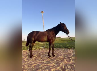 Kłusak amerykański (Standardbred), Klacz, 19 lat, 165 cm, Ciemnogniada