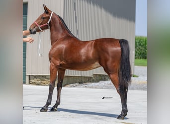 Kłusak amerykański (Standardbred), Klacz, 1 Rok, 150 cm