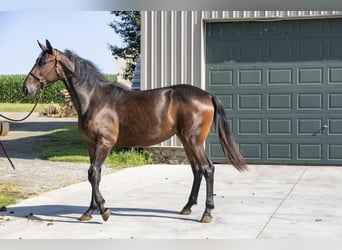 Kłusak amerykański (Standardbred), Klacz, 1 Rok