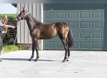 Kłusak amerykański (Standardbred), Klacz, 1 Rok