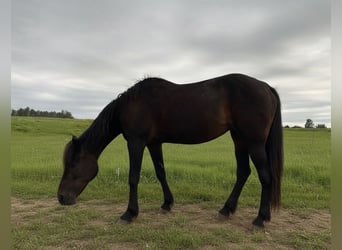 Kłusak amerykański (Standardbred), Klacz, 20 lat, 165 cm, Ciemnogniada