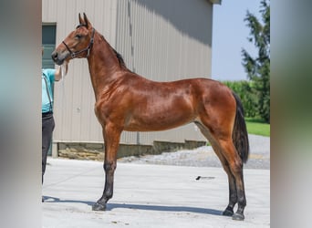 Kłusak amerykański (Standardbred), Klacz, 2 lat, 147 cm, Gniada