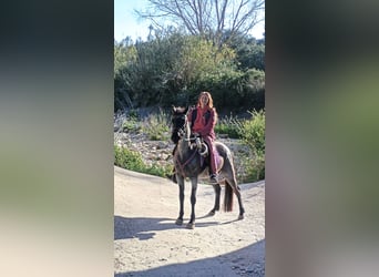 Kłusak amerykański (Standardbred), Klacz, 4 lat, 139 cm, Karodereszowata