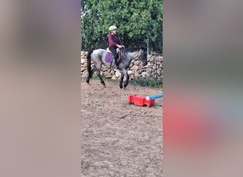Kłusak amerykański (Standardbred), Klacz, 4 lat, 139 cm, Karodereszowata