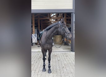 Kłusak amerykański (Standardbred), Klacz, 5 lat, 158 cm, Ciemnogniada