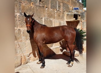 Kłusak amerykański (Standardbred), Klacz, 5 lat