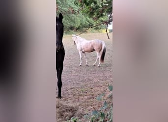 Kłusak amerykański (Standardbred) Mix, Wałach, 9 lat, Tobiano wszelkich maści
