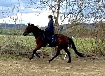 Kłusak francuski, Klacz, 4 lat, 158 cm, Jasnogniada