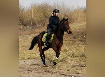 Kłusak francuski, Klacz, 4 lat, 158 cm, Jasnogniada