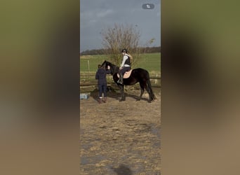 Kłusak francuski, Klacz, 4 lat, 160 cm, Kara