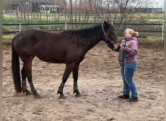 Kłusak francuski Mix, Klacz, 5 lat, 160 cm, Ciemnogniada
