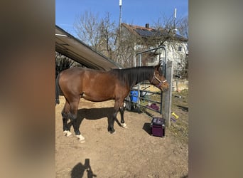 Kłusak francuski, Klacz, 6 lat, 160 cm, Gniada