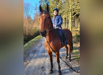 Kłusak francuski, Klacz, 6 lat, 162 cm, Gniada