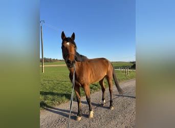 Kłusak francuski, Klacz, 7 lat, 180 cm, Kasztanowata