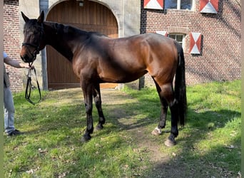 Kłusak francuski, Klacz, 9 lat, 165 cm, Gniada