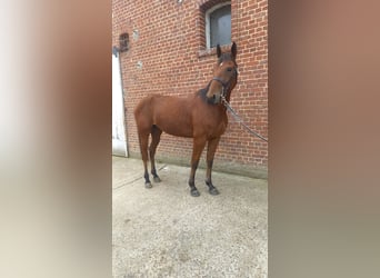 Kłusak francuski, Wałach, 3 lat, 155 cm, Gniada