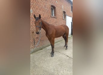 Kłusak francuski, Wałach, 3 lat, 155 cm, Gniada