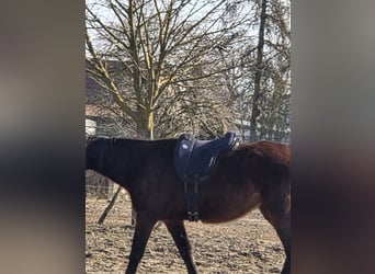 Kłusak francuski, Wałach, 5 lat, 165 cm, Kara